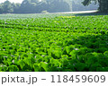 朝日に照らされる高原キャベツ畑 118459609