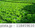 朝日に照らされる高原キャベツ畑 118459610
