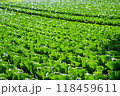朝日に照らされる高原キャベツ畑 118459611