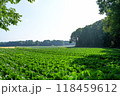 朝日に照らされる高原キャベツ畑 118459612