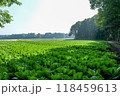 朝日に照らされる高原キャベツ畑 118459613