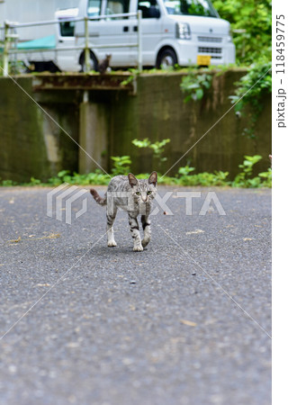 宮城県石巻市の離島「田代島の風景」 118459775