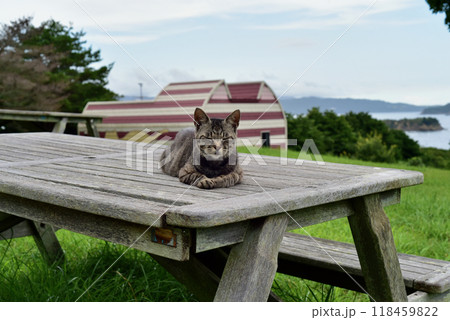 宮城県石巻市の離島「田代島の風景」 118459822