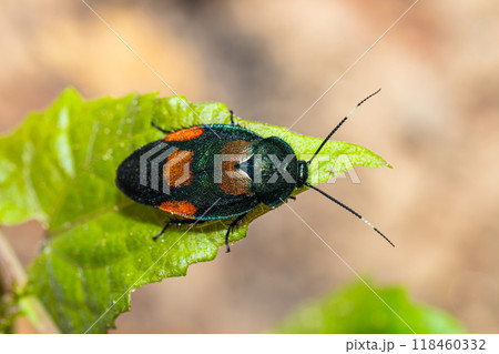 Beautiful flower cockroach (Eucorydia asahinai) 118460332