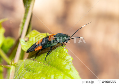 Flower cockroach (Eucorydia asahinai) lateral 118460333
