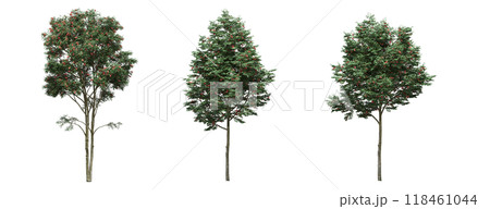 big tree, isolate on a transparent background, 3d illustration big tree, isolate on a transparent background, 3d illustration 118461044