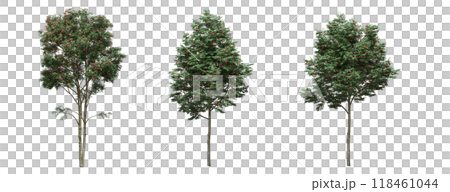 big tree, isolate on a transparent background, 3d illustration big tree, isolate on a transparent background, 3d illustration 118461044