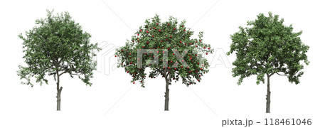big tree, isolate on a transparent background, 3d illustration big tree, isolate on a transparent background, 3d illustration 118461046