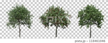 big tree, isolate on a transparent background, 3d illustration big tree, isolate on a transparent background, 3d illustration 118461046