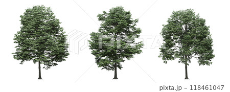 big tree, isolate on a transparent background, 3d illustration big tree, isolate on a transparent background, 3d illustration 118461047