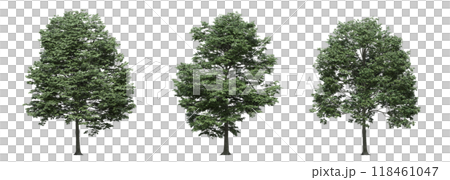 big tree, isolate on a transparent background, 3d illustration big tree, isolate on a transparent background, 3d illustration 118461047