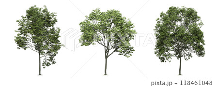 big tree, isolate on a transparent background, 3d illustration 118461048