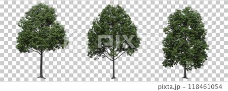 big tree, isolate on a transparent background, 3d illustration 118461054