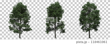 big tree, isolate on a transparent background, 3d illustration big tree, isolate on a transparent background, 3d illustration 118461061