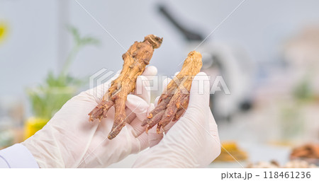 scientists are observing two pieces of dried ginseng are held up by a gloved hand, showcasing their texture and color. The background hints at a vibrant lab filled with various herbal specimens. scientists are observing two pieces of dried ginseng are held up by a gloved hand, showcasing their texture and color. The background hints at a vibrant lab filled with various herbal specimens. 118461236