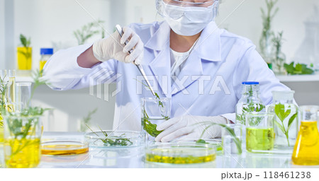 A scientist in a white lab coat, wearing gloves and a mask, is using tweezers to extract a plant sample from a glass vial. The table is filled with various laboratory equipment containing herbs. A scientist in a white lab coat, wearing gloves and a mask, is using tweezers to extract a plant sample from a glass vial. The table is filled with various laboratory equipment containing herbs. 118461238