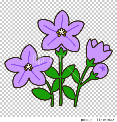 キキョウ キキョウ 118461682