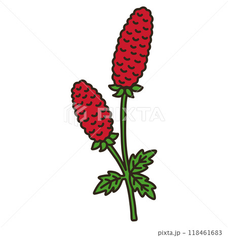 ワレモコウ ワレモコウ 118461683