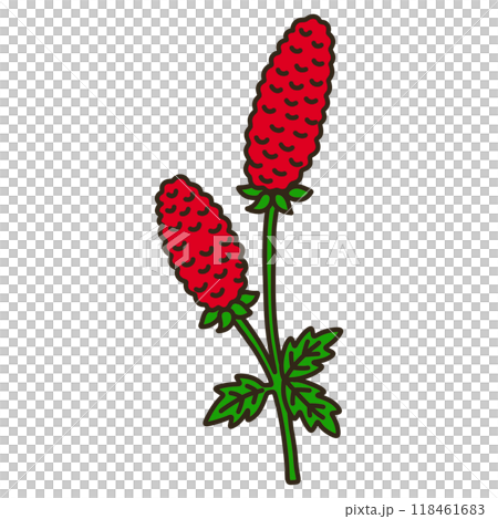 ワレモコウ ワレモコウ 118461683