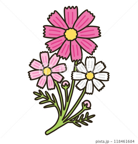 コスモス コスモス 118461684