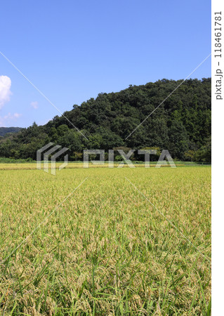 収穫間近の稲穂 収穫間近の稲穂 118461781