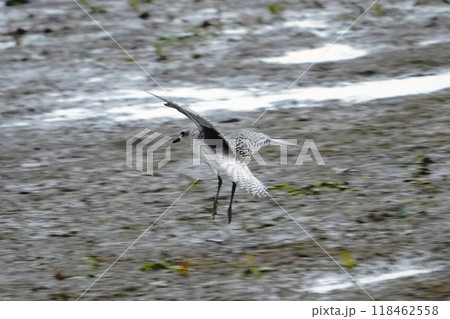 旅の途中の池に立ち寄ったダイゼンの幼鳥 118462558