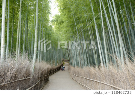 京都嵐山　竹林の小径 118462723