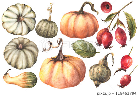 Pumpkins with rose hips. Watercolor wild red briar fruits, dog rose fall harvest elements set. Isolated from background. Autumn illustration Hand drawn design for thanksgiving, halloween greeting card Pumpkins with rose hips. Watercolor wild red briar fruits, dog rose fall harvest elements set. Isolated from background. Autumn illustration Hand drawn design for thanksgiving, halloween greeting card 118462794