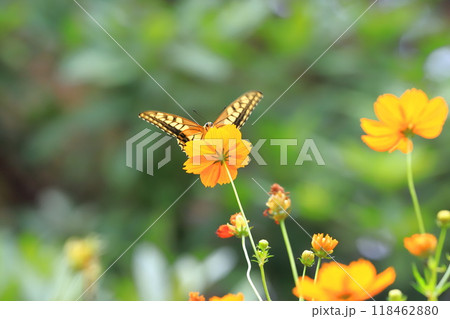 キバナコスモスの蜜を求めて飛び回るキアゲハ キバナコスモスの蜜を求めて飛び回るキアゲハ 118462880