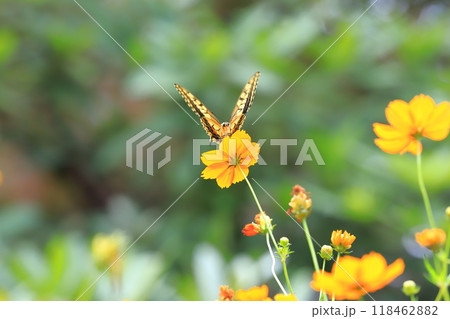 キバナコスモスの蜜を求めて飛び回るキアゲハ 118462882