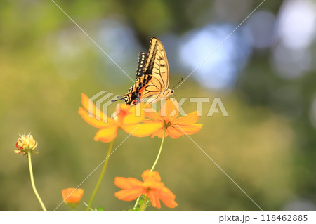 キバナコスモスの蜜を求めて飛び回るキアゲハ 118462885