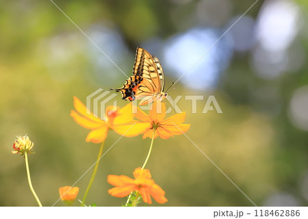 キバナコスモスの蜜を求めて飛び回るキアゲハ 118462886