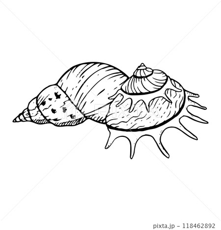 Spiral seashells black and white vector illustration. Sun carrier seashell mollusk snail for monochrome summer designs. Tropical Oceanic line conch sketch 118462892