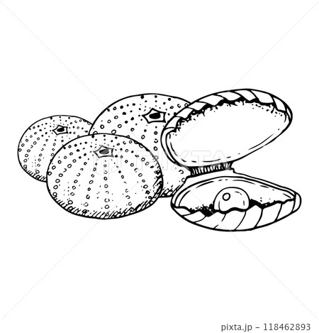 Open pearl seashell with sea urchins black and white vector illustration. Hand drawn ink graphic sketch of seabed animals. Monochrome drawing for underwater ocean designs 118462893