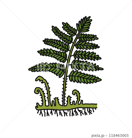 シダ植物 118463003