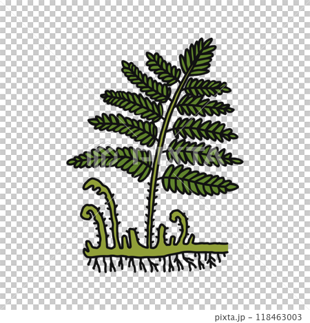 シダ植物 118463003