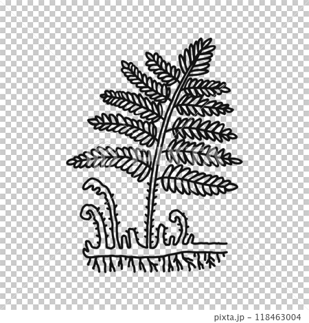 シダ植物　線画 118463004