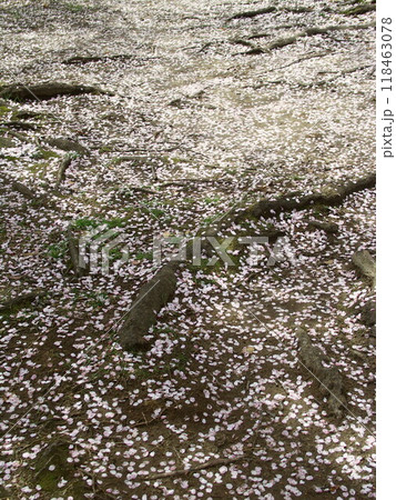 散った桜の花びらと桜の木の根のある雨上がりの公園の庭風景 散った桜の花びらと桜の木の根のある雨上がりの公園の庭風景 118463078
