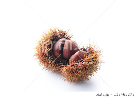 秋の味覚 いが栗 （ いが付きの栗 ） 118463275