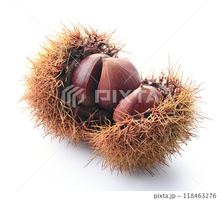 秋の味覚 いが栗 ( いが付きの栗 ) 秋の味覚 いが栗 ( いが付きの栗 ) 118463276