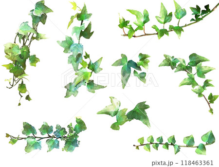 デコレーション用植物イラスト素材セット8（アイビー2） 118463361
