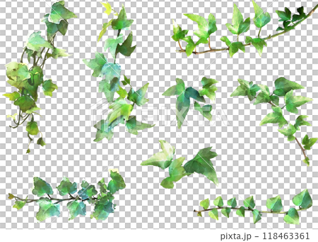 Decorative plant illustration material set 8 (Ivy 2) Decorative plant illustration material set 8 (Ivy 2) 118463361