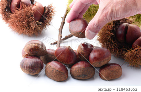 秋の味覚 栗 ( 白背景 ) 秋の味覚 栗 ( 白背景 ) 118463652