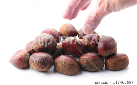 秋の味覚 栗 （ 白背景 ） 118463657