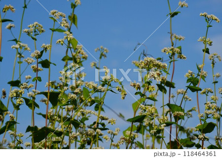 秋空と蕎麦の花(そばのはな) 秋空と蕎麦の花(そばのはな) 118464361