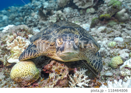 ウミガメ 118464806