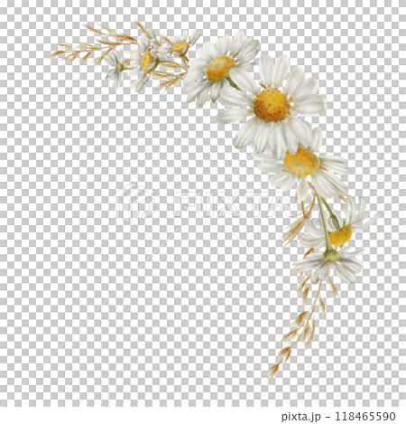 White chamomiles flowers,buds,dried flowers in semicircular frame as a symbol of purity, innocence, love, fidelity. Watercolor clipart on transparent background for product design, postcards, calendar White chamomiles flowers,buds,dried flowers in semicircular frame as a symbol of purity, innocence, love, fidelity. Watercolor clipart on transparent background for product design, postcards, calendar 118465590