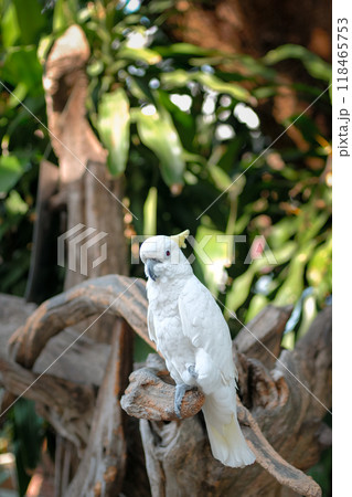 beautiful macaw parrot 118465753