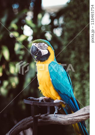 beautiful macaw parrot 118465754