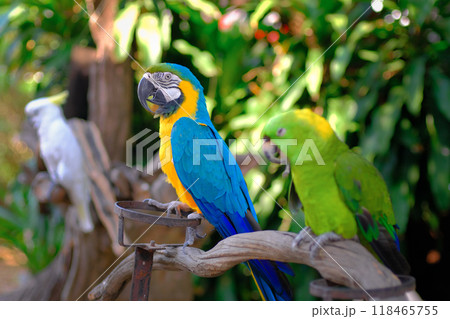 beautiful macaw parrot 118465755
